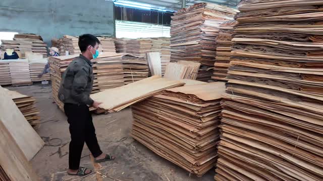 Man Carrying Veneer Sheet