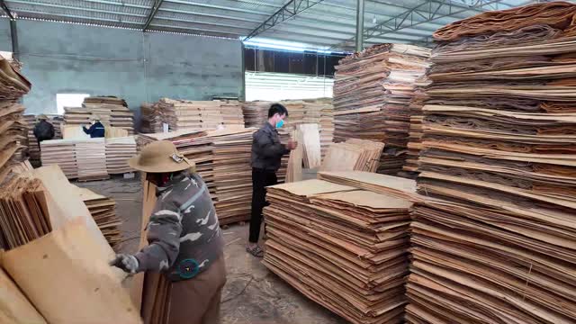 Workers Stacking Plywood Veneer