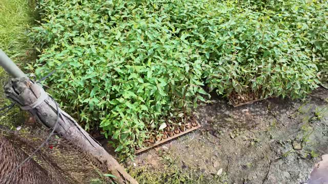Green Tree Seedling Nursery