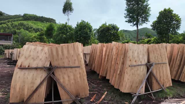Veneer Sheets Drying In Field