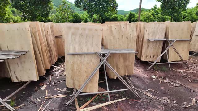 Veneer Sheets Drying On Racks
