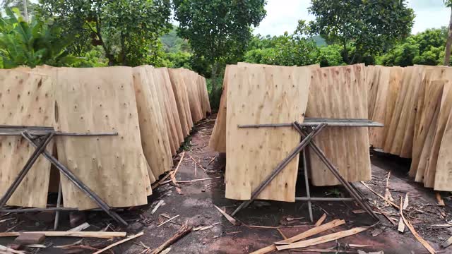Rows Of Drying Veneer