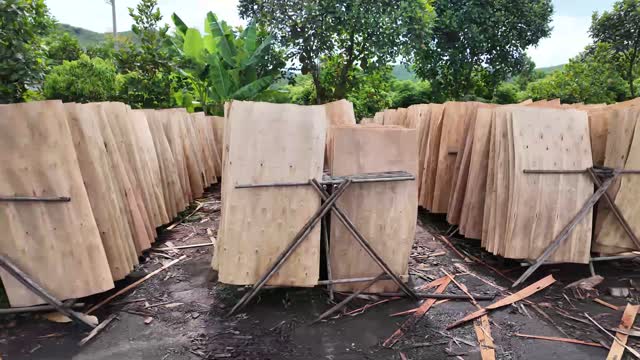 Veneer Drying By Banana Trees