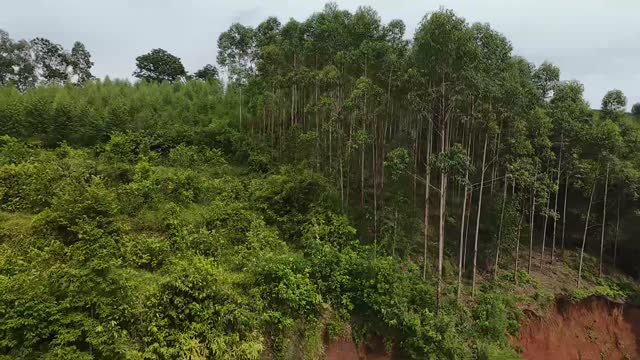 Aerial Over Eucalyptus Forest