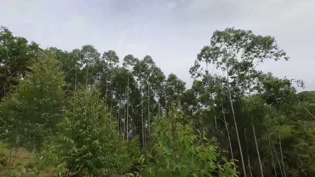 Tall Eucalyptus Trees