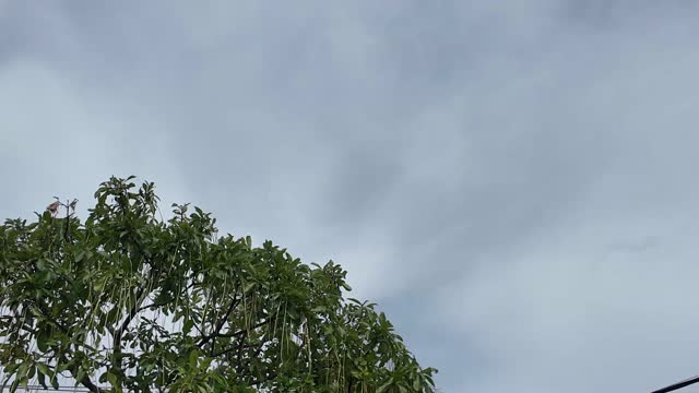 Tree Crown Against Cloudy Sky