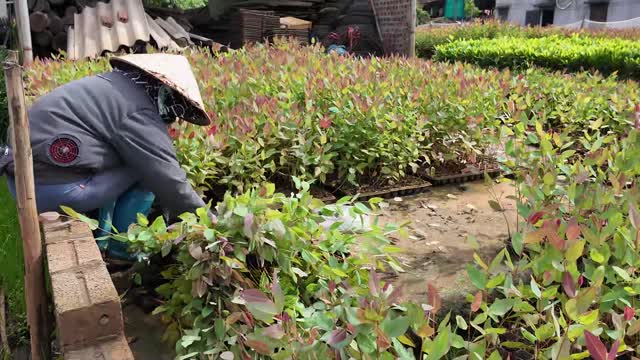 Worker Tending Seedling Beds
