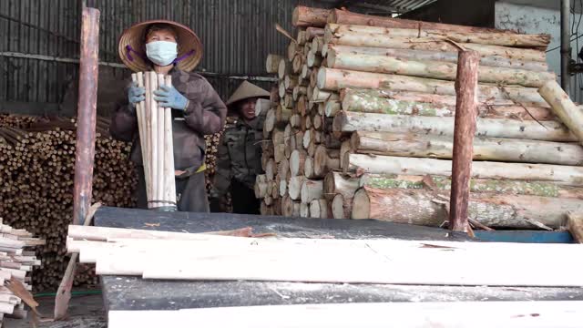 Worker Sorting Peeled Wood Sticks