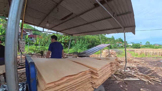 Man Stacking Veneer Sheets