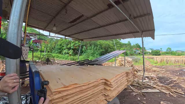 Stacking Veneer Under Shed