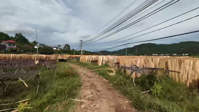 Path Between Drying Timber