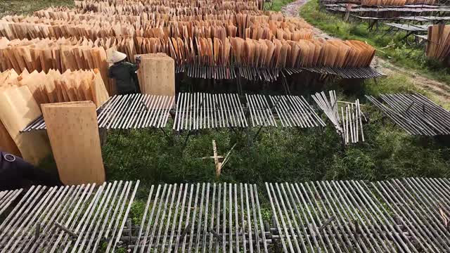 Workers Arrange Drying Veneer