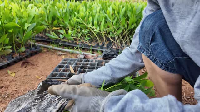 Hands Planting Tree Seedlings