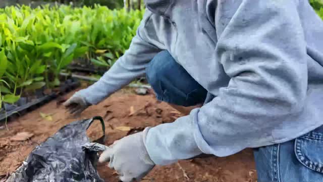 Worker Planting Seedlings In Nursery