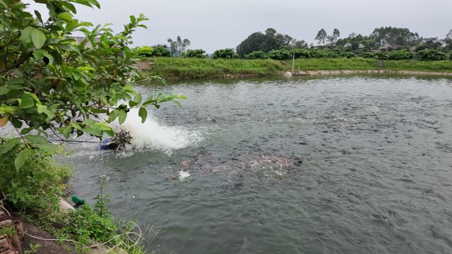 Fish Farming Pond By The Village