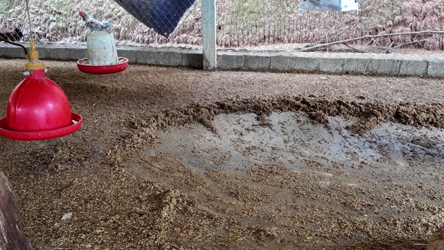 Collecting Eggs At The Chicken Farm