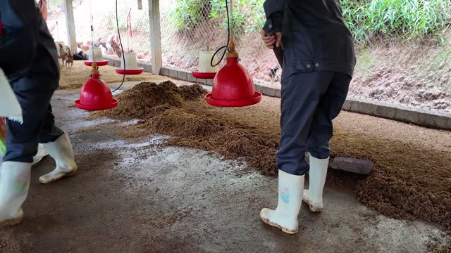 Inside A Chicken Farm Coop
