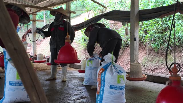 Collecting Eggs At The Chicken Farm