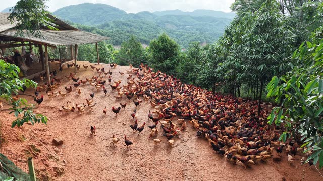 Chicken Farm By The Woods — Shot 2