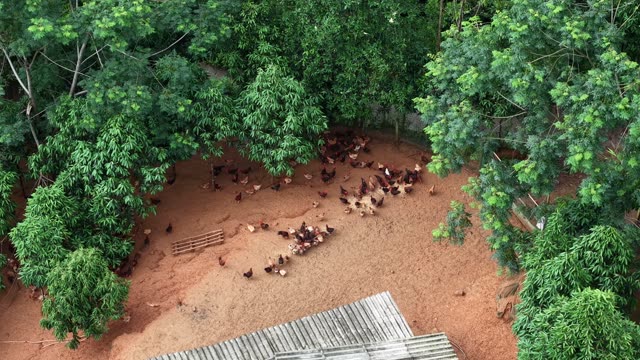 Rural Poultry Farm — Shot 1