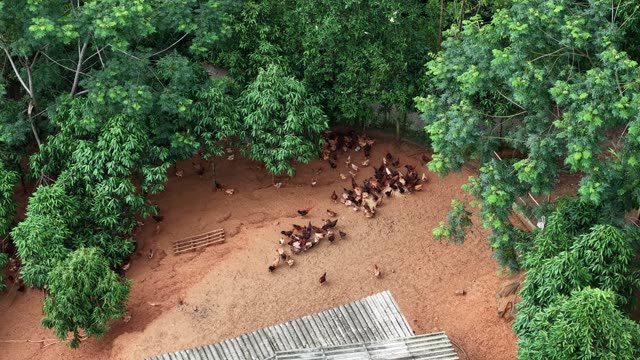 Rural Poultry Farm — Shot 2