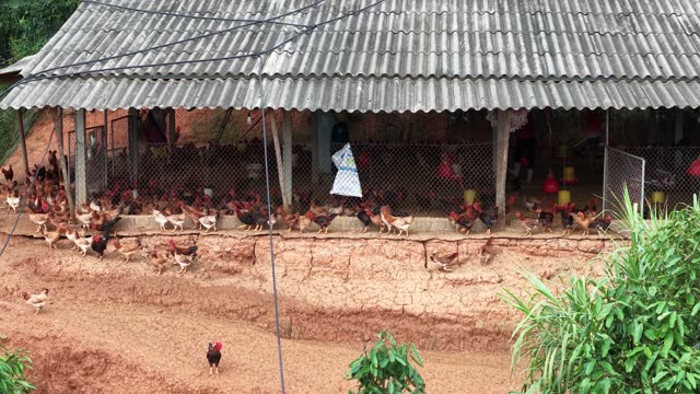 Chickens In A Coop — Shot 1