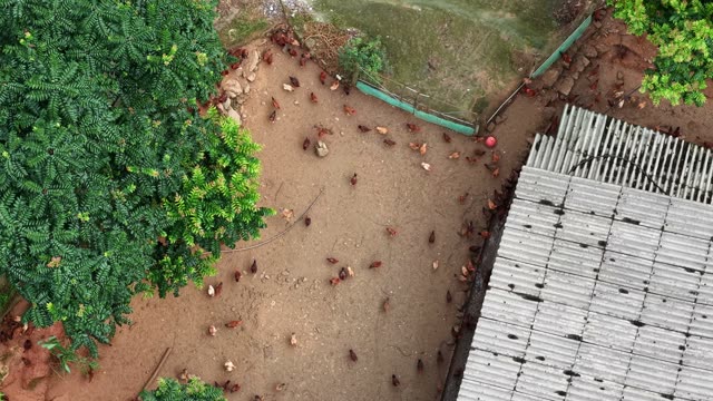 Hillside Chicken Farm — Shot 1