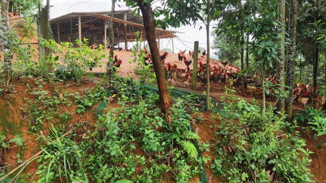 Poultry Farm On The Hill — Shot 2