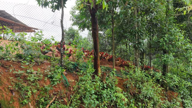 Poultry Farm On The Hill — Shot 3