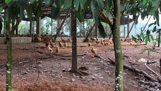 Rural Poultry Farm — Shot 1