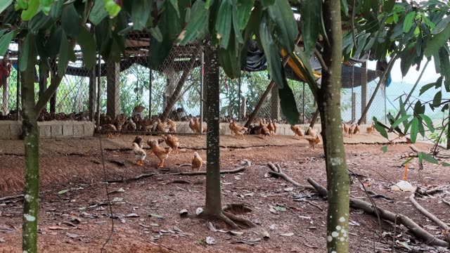 Rural Poultry Farm — Shot 2