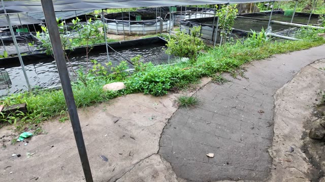 Fish Farm Feed Shed