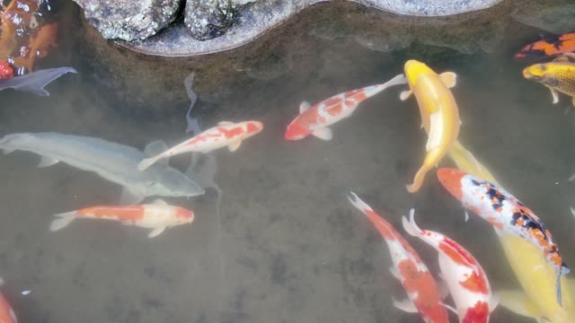 Preparing Fish Feed