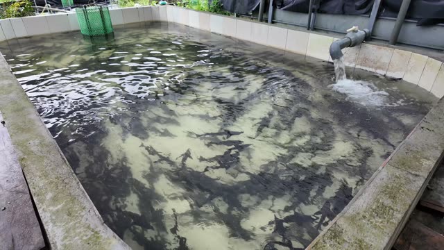 Fish Feed In Buckets