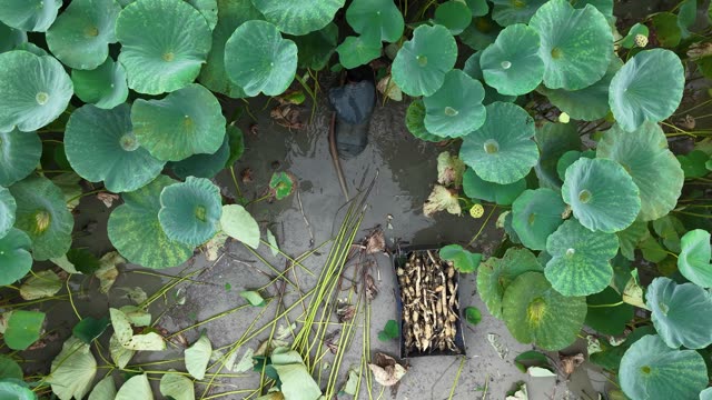 Harvesting Lotus Roots — Shot 1