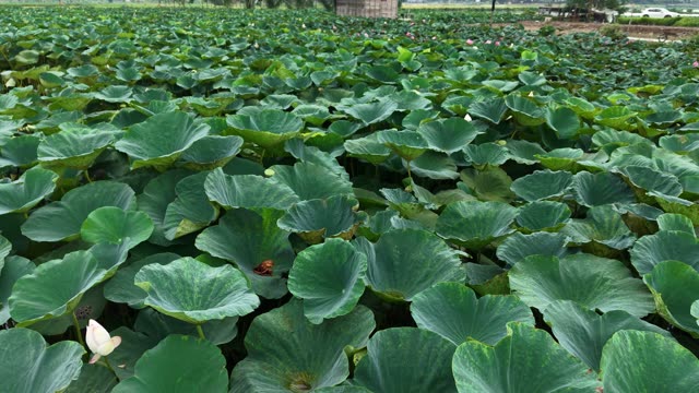 Blooming Lotus Flowers — Shot 1