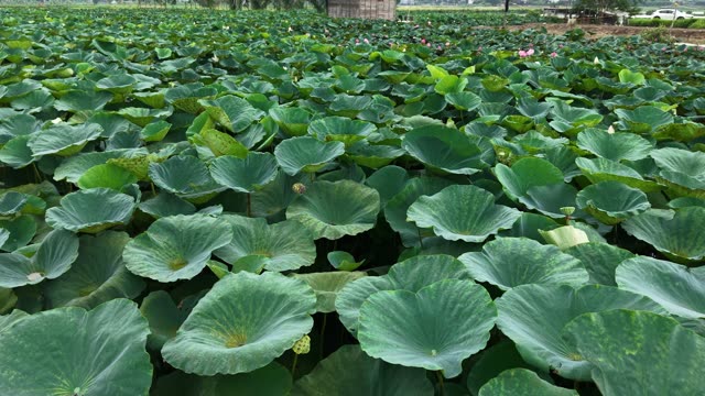 Blooming Lotus Flowers — Shot 2