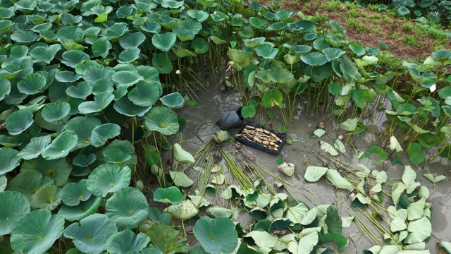 Green Lotus Leaves Carpet — Shot 1