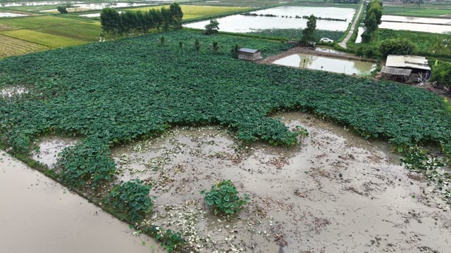 Lotus Pond With Green Leaves — Shot 1