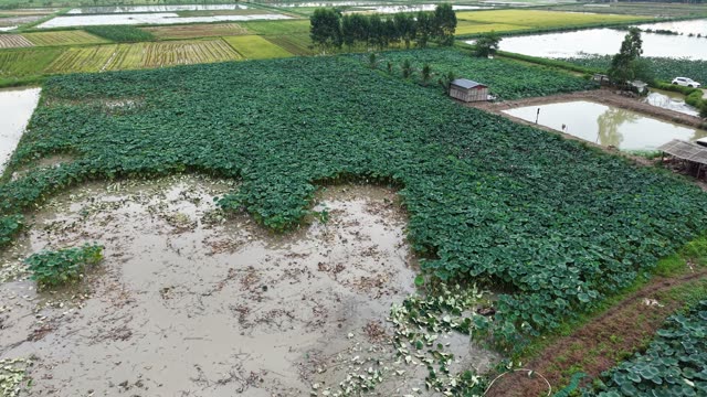 Lotus Pond With Green Leaves — Shot 3
