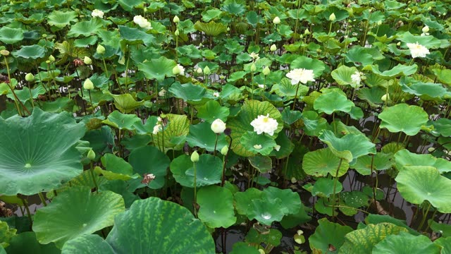 Worker Gathering Lotus Roots — Shot 1
