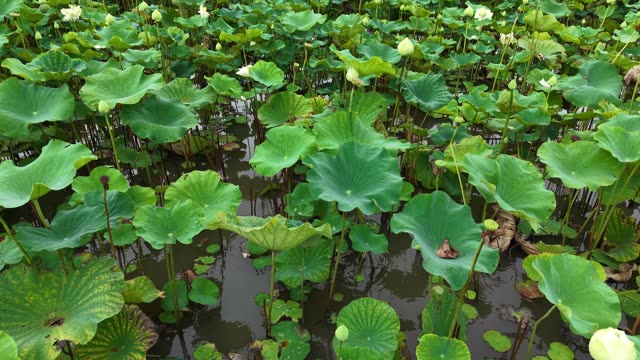 Worker Gathering Lotus Roots — Shot 2