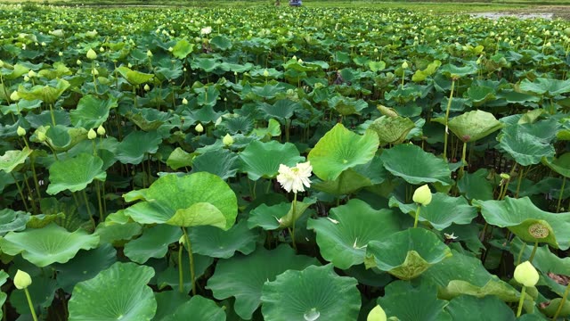 Blooming Lotus Flowers — Shot 1