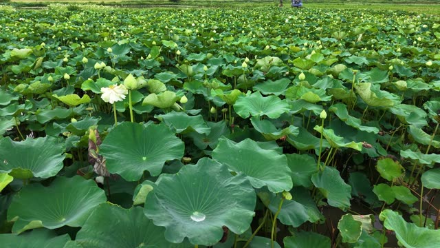 Blooming Lotus Flowers — Shot 2