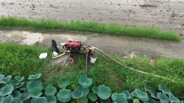 Worker Gathering Lotus Roots — Shot 1