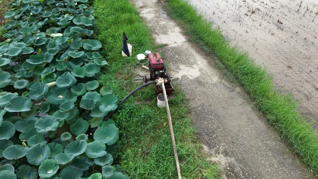 Worker Gathering Lotus Roots — Shot 2