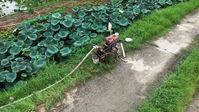 Worker Gathering Lotus Roots — Shot 3