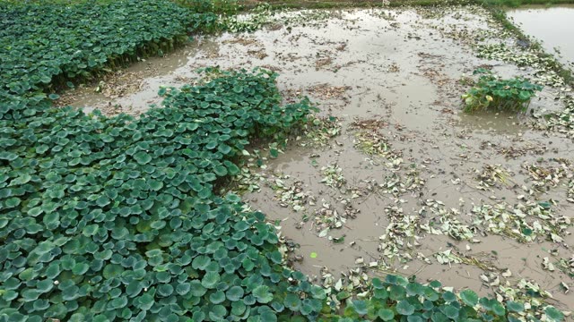 Blooming Lotus Flowers — Shot 1