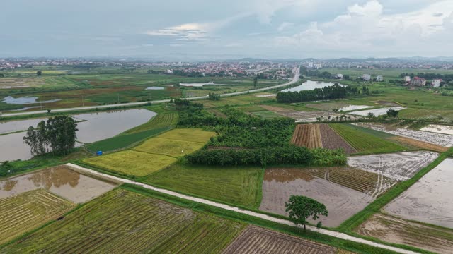 Lotus Field In Full Bloom — Shot 1