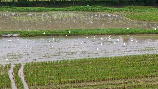 Harvesting Lotus Roots — Shot 1
